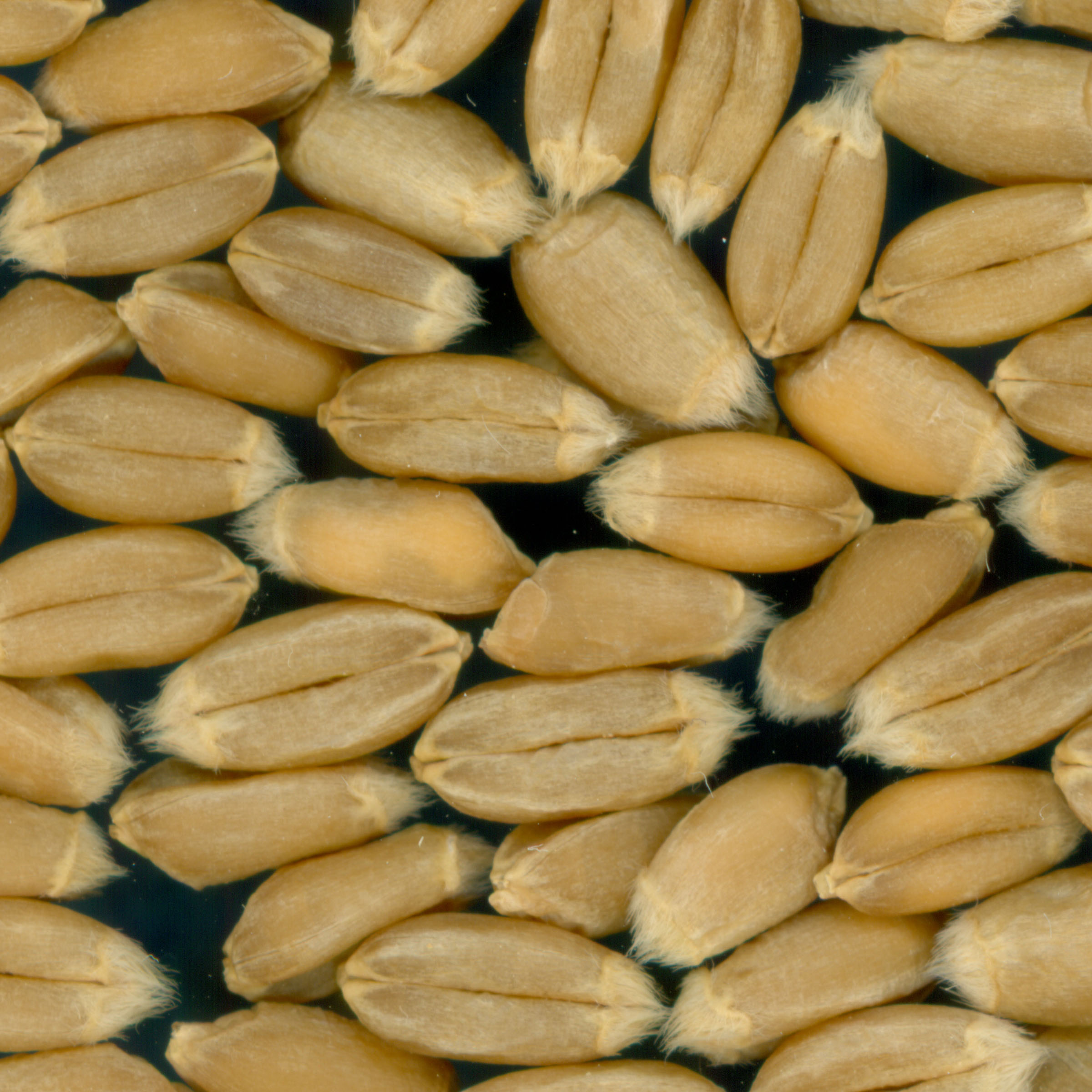 KERNELS